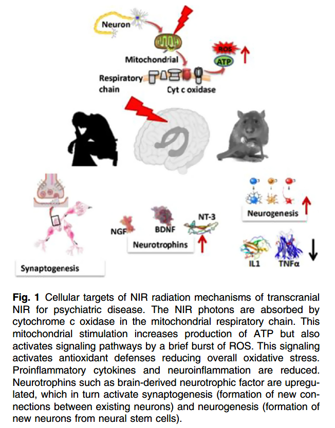 cellular targets